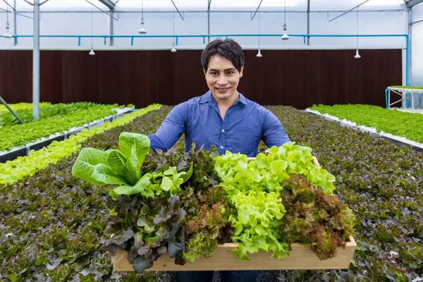 Asyalı çiftçi, serada kendi yeşil meşe salatalarını yetiştiriyor. Aile şirketleri için organik su sistemi yaklaşımını kullanıyor ve satmak için de biraz topluyor.