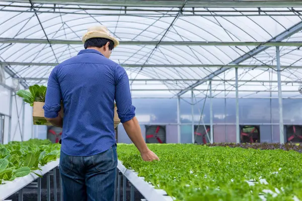 Asyalı çiftçi, seranın içinde kendi yeşil meşe salatalarını yetiştiriyor. Aile işleri için organik su sistemi yaklaşımını kullanıyor ve satmak için biraz topluyor.