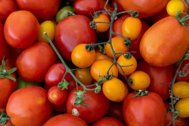 Gıda malzemesi ve gıda kullanımı için sebze pazarında sebze yetiştirilen ev yapımı aile yadigarı domatesler ve hasat mevsiminde besin kullanımı çeşitliliği