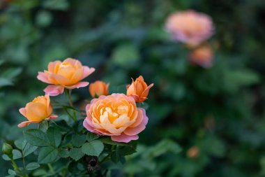 İlkbahar ve yaz için arka planda çiçek açan yabani portakal gülleri İngiliz kır evi bahçesinde uzun ömürlü ve çalılık bitkiler için