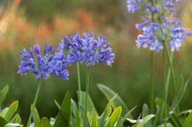 Mavi agapanthus ya da Afrika nilüfer çiçekleri yaz mevsiminde çiçek açıyor süs bahçesi için.