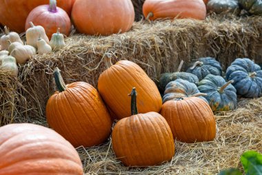 Güz ve sonbahar sezonu için yerel olarak yetiştirilen pek çok yerli ve aile yadigarı türle hasat festivalinden kabak ve kabak gösterisi