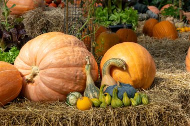 Güz ve sonbahar sezonu için yerel olarak yetiştirilen pek çok yerli ve aile yadigarı türle hasat festivalinden kabak ve kabak gösterisi