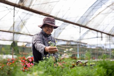Genç Asyalı bahçıvan, hafta sonu bahçe işleri ve açık hava kullanımı için yaz bitkileriyle dolu yerel bahçe merkezinden papatya çiçeği yetiştiren çay fabrikasını seçiyor.