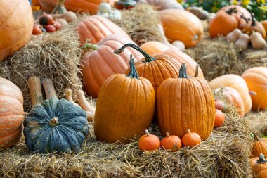 Güz ve sonbahar sezonu için yerel olarak yetiştirilen pek çok yerli ve aile yadigarı türle hasat festivalinden kabak ve kabak gösterisi