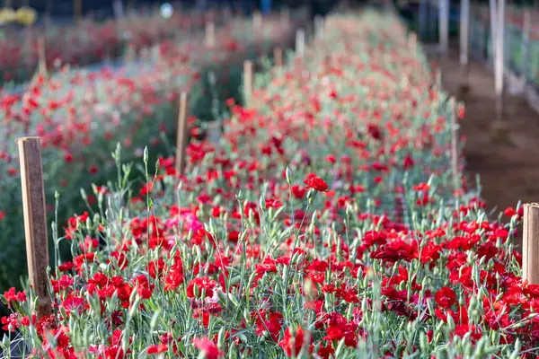Tarım endüstrisi konsepti için çiftlikteki çiçek ticareti için dianthus veya karanfil çiçeği tarlası