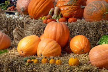 Güz ve sonbahar sezonu için yerel olarak yetiştirilen pek çok yerli ve aile yadigarı türle hasat festivalinden kabak ve kabak gösterisi