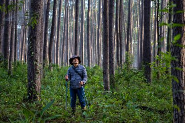 Asyalı yürüyüşçü çam ormanlarını keşfederken ve ender biyolojik çeşitlilik ve saha çalışması konseptini araştırmak için yürüyüş direğini kullanıyor.