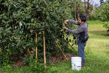 Çiftçi, tropikal meyve çiftliği ve ekimi için hasat mevsiminde olgun avokado meyvelerini kesiyor.