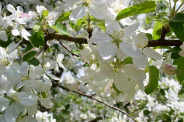 beautiful apple blossom in the garden