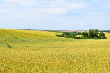 yellow wheat field in Ukraine