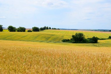 Ukrainian wheat is ripening
