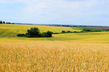 an incredible view of a wheat field