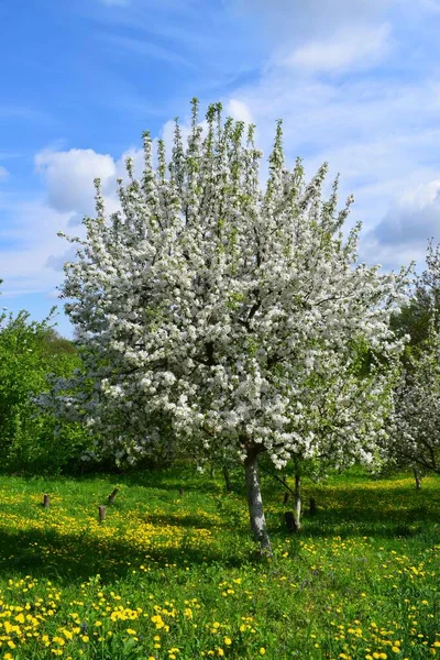 the apple tree is blooming with white flowers, and dandelions are all around