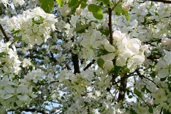 The amazing flowering of the apple tree in May