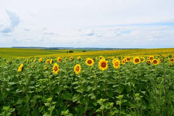 A field of sunflowers all the way to the horizon