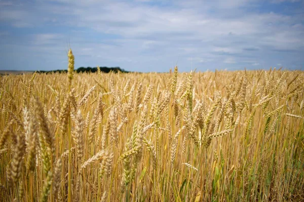 yellow ears of wheat on the background of the blue sky