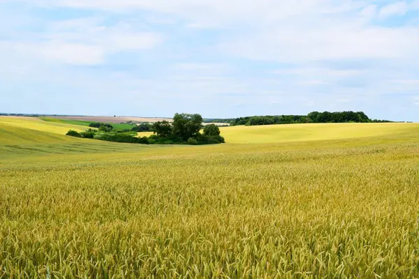 a landscape of a Ukrainian wheat field