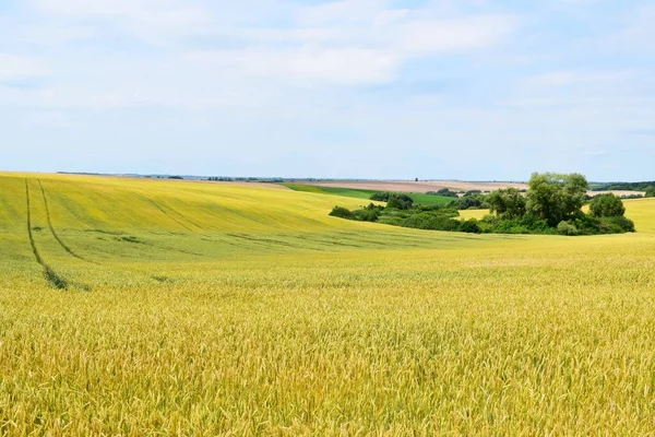 yellow wheat field in Ukraine