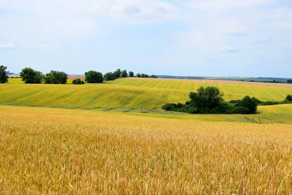 Ukrainian wheat is ripening
