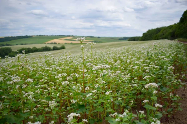 Buckwheat flower in a beautiful field