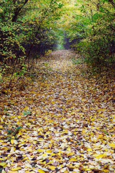 Sonbahar ormanında bir patika.