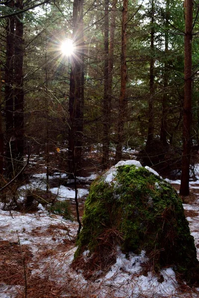 An anthill among fir trees