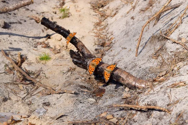 Muhteşem kelebekler çam kökünden bitki özü içerler.
