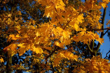 Güneşin altında güzel sonbahar yaprakları