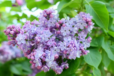 Bahçede açan leylak çiçekleri