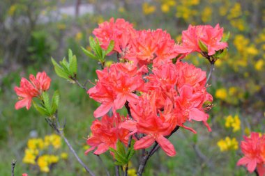 Bahçede açan kırmızı çiçekler