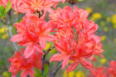 Bahçede açan kırmızı çiçekler