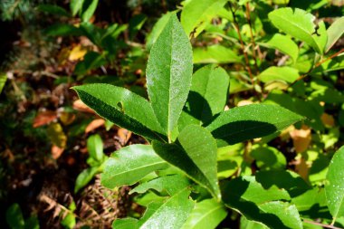 Ormanda bir çalı çiğ tanesiyle kaplıdır.