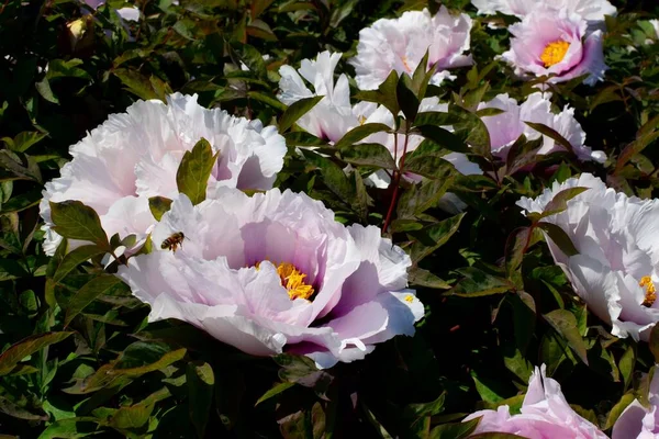 Bahçede açan leylak çiçekleri