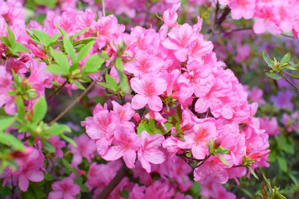 Bahçede açan leylak çiçekleri