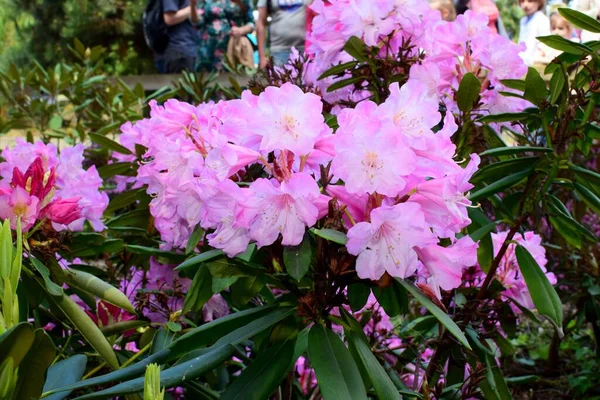 Liliowe Kwiaty Kwitnące Ogrodzie — Zdjęcie stockowe