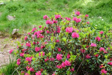 Alp dağlarında çiçek açan rhododendron