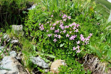 Dağlardaki taşlar arasında Silene acaulis