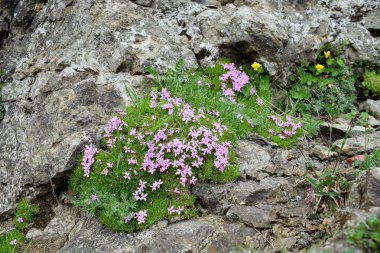 Dağlardaki taşlar arasında Silene acaulis
