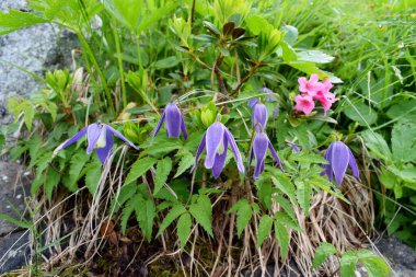 Alplerde güzel sahne