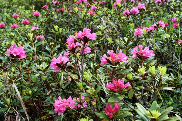 Alp dağlarında çiçek açan rhododendron