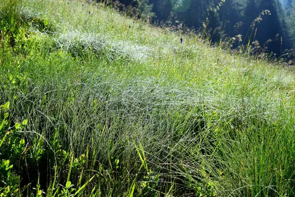 Dağlardaki çimlerin üzerinde çiy taneleri
