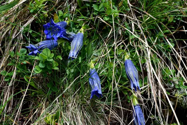 Gentiana acaulis dağlarda