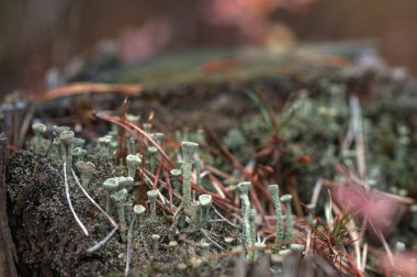 Bir grup yeşil küçük mantar ormandaki yosun kaplı bir kütükte. Sonbahar ormanı geçmişi. Seçici odak