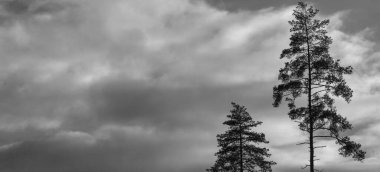 Siyah ve beyaz iki çam ağacı ağır gökyüzünde uzanır.. 