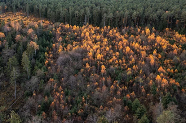 Stock image Aerial drone view over beautiful autumn forest landscape. Colourful trees in the wood. 