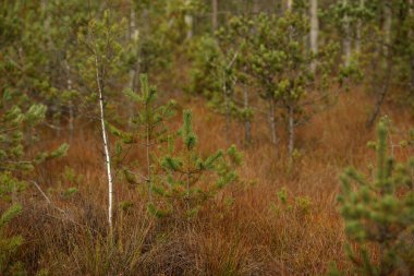 Genç çam ormanı, yeniden ağaçlandırma konsepti. Trakai tarihi ulusal parkı, botanik zoolojik rezervi.