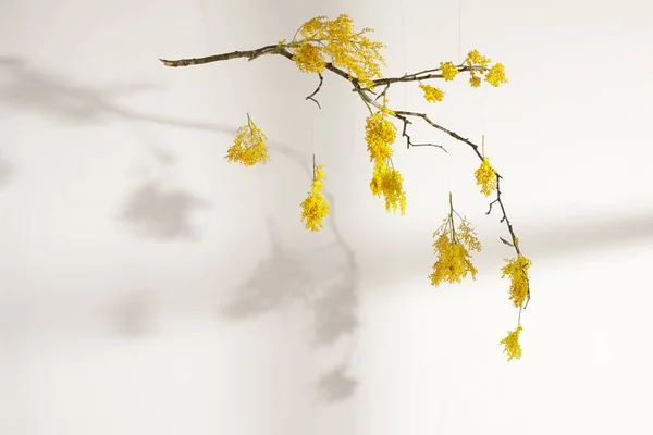 Üzerinde Gölgeler Olan Beyaz Duvara Sarı Mimoza Çiçekleri Asmak Kadın — Stok fotoğraf