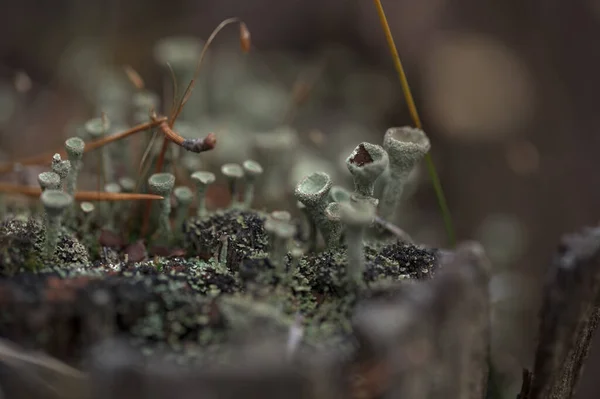 stock image A group of green small mushrooms on a moss-covered stump in the forest. Autumn forest background. Selective focus