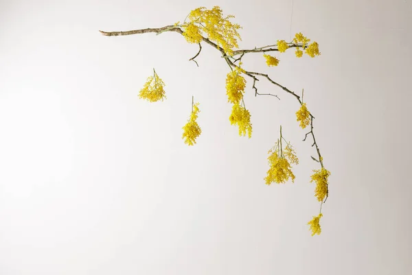 Κρεμαστά Κίτρινα Λουλούδια Μιμόζα Στον Λευκό Τοίχο Σκιές Πάνω Του — Φωτογραφία Αρχείου
